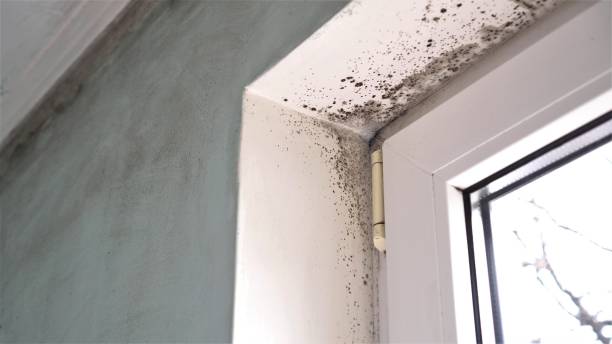 Best Crawl Space Mold Remediation in Marvin, NC