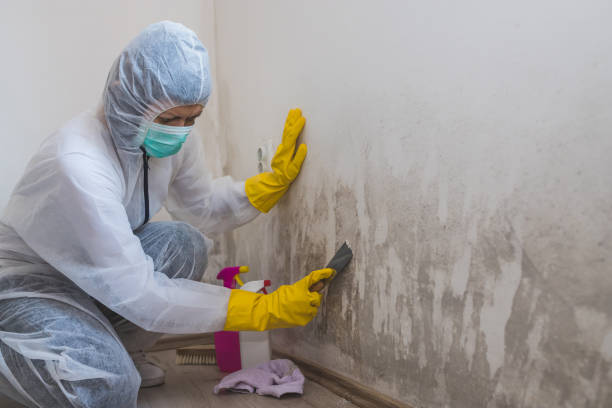 Best Residential Mold Remediation in Marvin, NC
