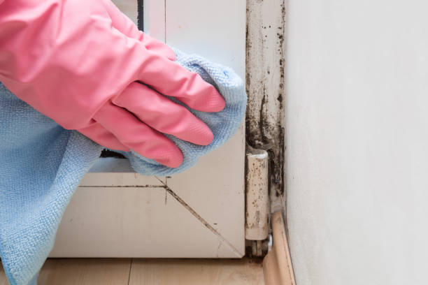 Best Basement Mold Remediation in Marvin, NC