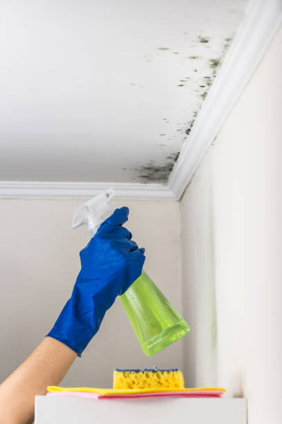 Best Insurance-Related Mold Remediation in Marvin, NC